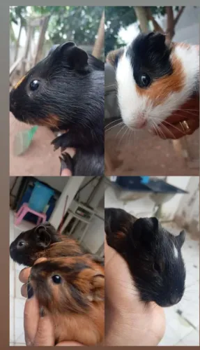Porquinhos da índia 