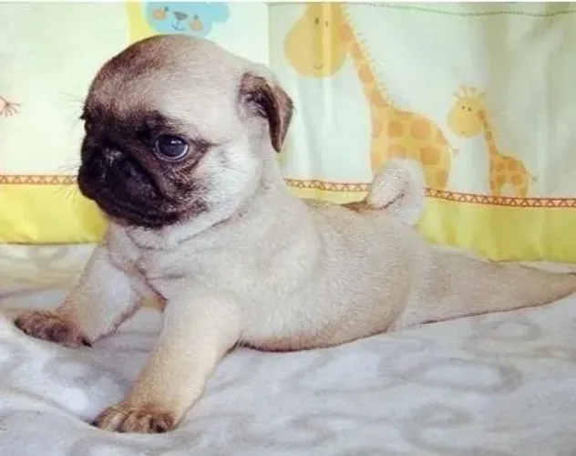 Pug Filhotes Abricot Maravilhosos.