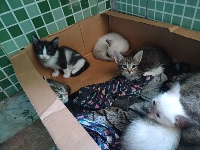 Gatos para adoção 