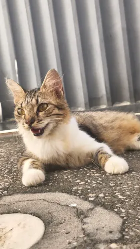 Gatinha Fofinha Com castração Garantida