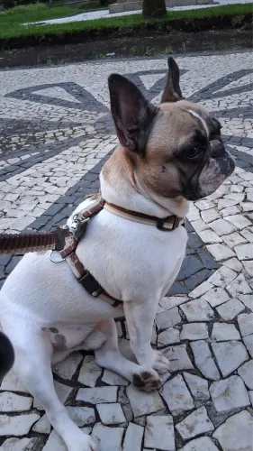 Buldogue Francês 