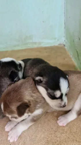 Filhote de siberiano pra vender