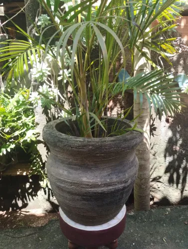 Aureka bambu no vaso grande 