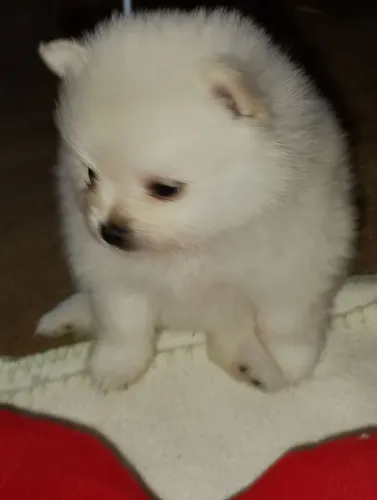 Filhote de Spitz alemão Lulu da Pomerânia