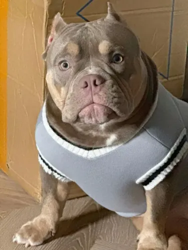 Americam bully nano ou Pocket peça já o seu pet &&