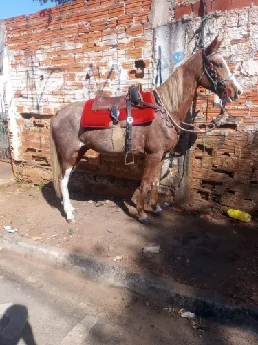Cavalo pra negocio 