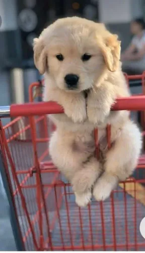 Filhote Golden Retriever para não resistir