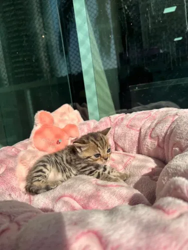 FILHOTES BENGAL DISPONÍVEL