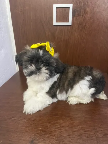 Filhotes de shih tzu fêmeas !