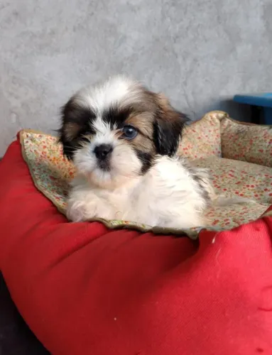 Filhote de Shih Tzu adorável à venda
