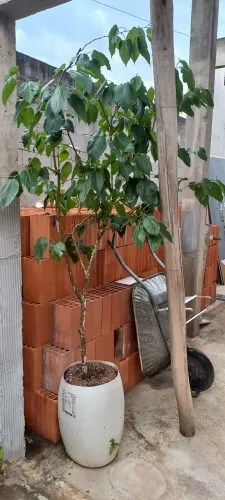 Muda amora gigante produzindo $200