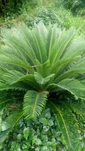 Cica revoluta