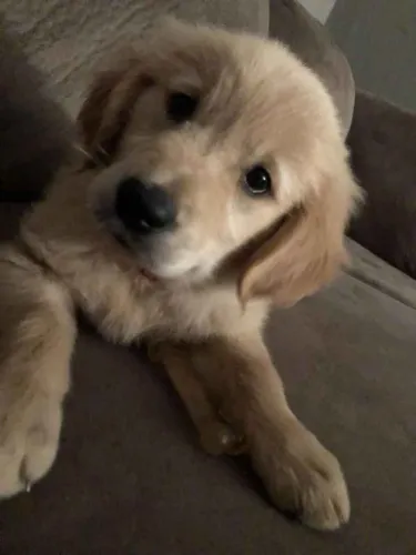 Filhote Golden Retriever, Seu coração nunca mais será o mesmo depois!