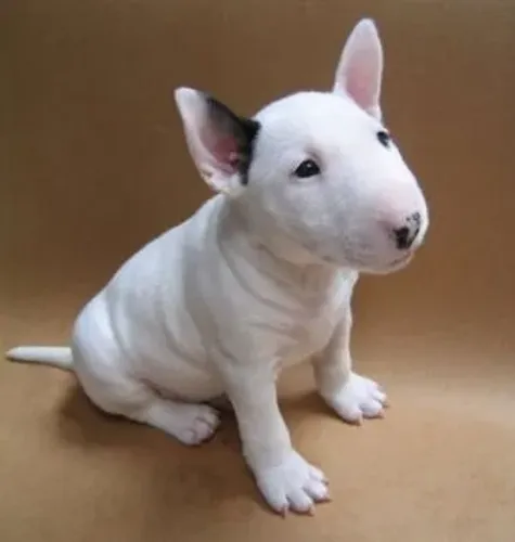 Cativantes Bull Terrier 