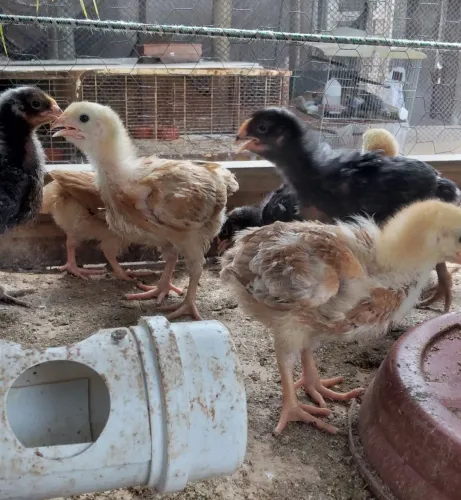 Venda Pintinhos em saquarema 