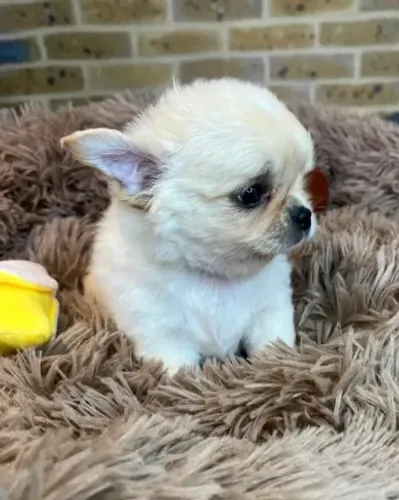 Chihuahua de pelo curto e pelo longo com beleza rara e procedência garantida!