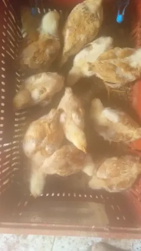 Pintos caipirão pesadao 