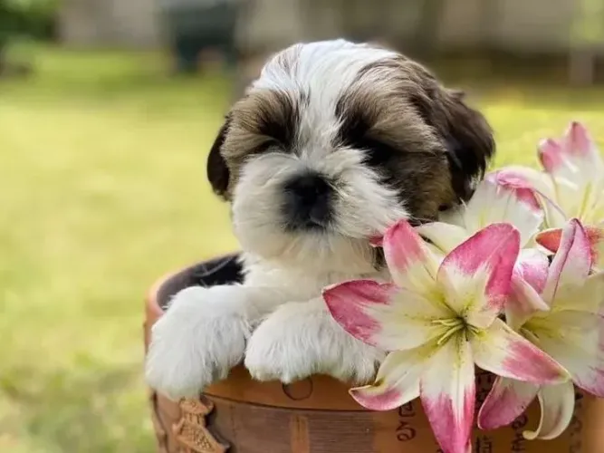Shih Tzu Seu novo motivo para voltar mais feliz para casa
