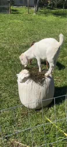 Cabrito 