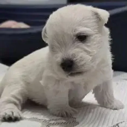 West Terrier Filhote Para Apartamento