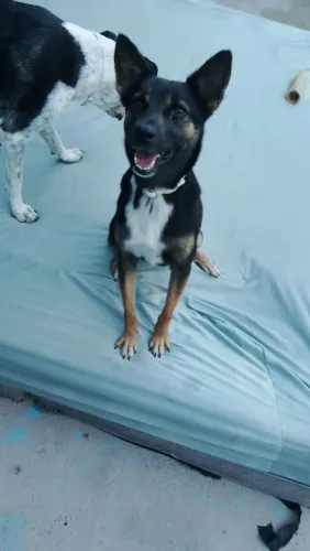 Adoção