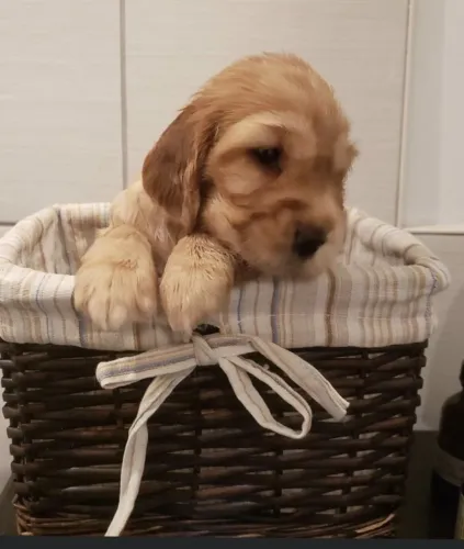 Cocker spaniel excelente companhia