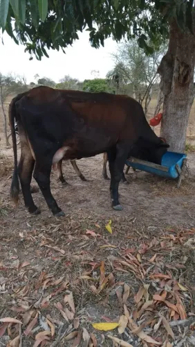 Vendo Vaca