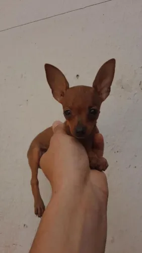 Pincher Fêmea 0 Disponível top