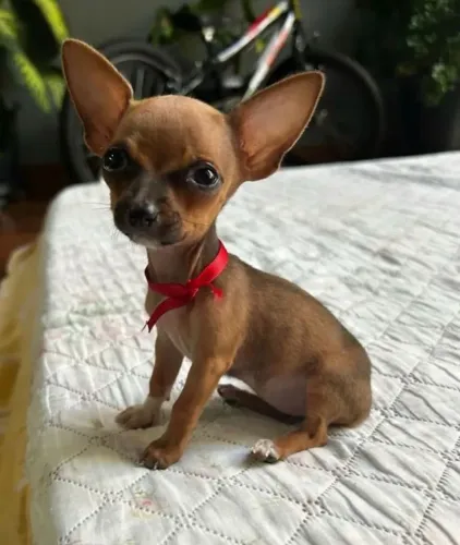 Pinscher 00 -Ofertas da semana o melhor para você 
