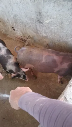 Porco a venda