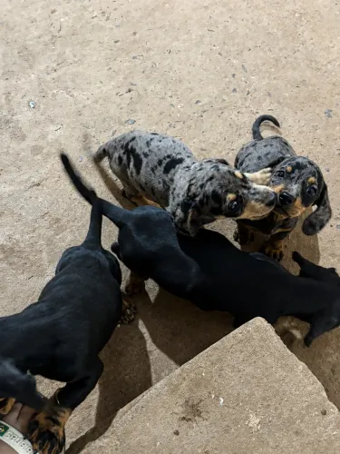 Filhote Dachshund ( Salsicha) 