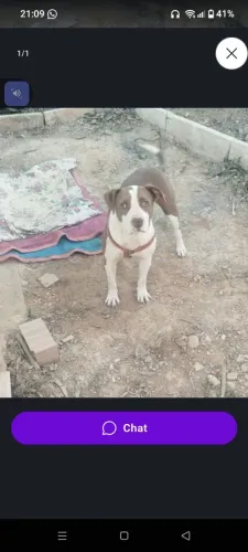 Doação de cachorro
