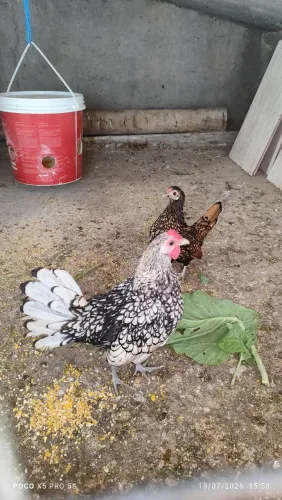Vendo casalzinho de franguinhos sebrait, sendo um macho prata e uma fêmea dourada em