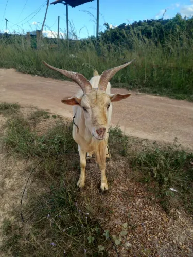 Cabra, Bode, Cabrito, Cabrita, Ovelha, cordeiro, Burgos.