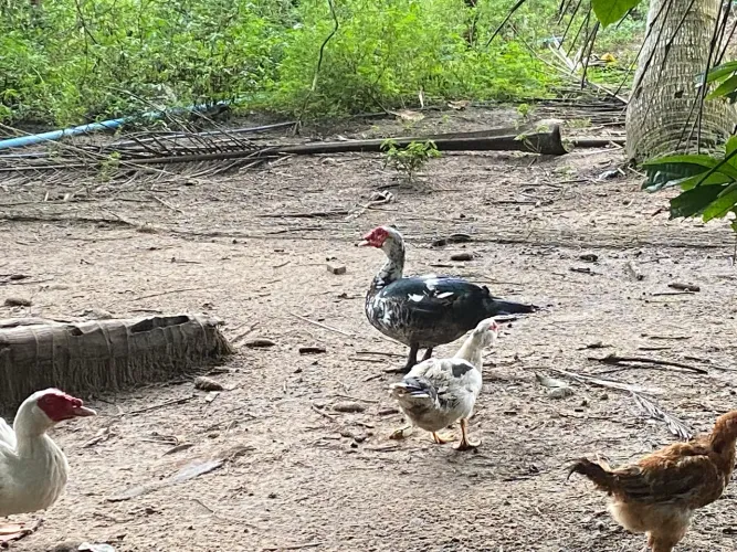 Vendo Patos 