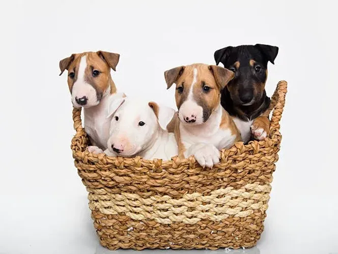 Bull Terrier de Excelente Linhagem ?