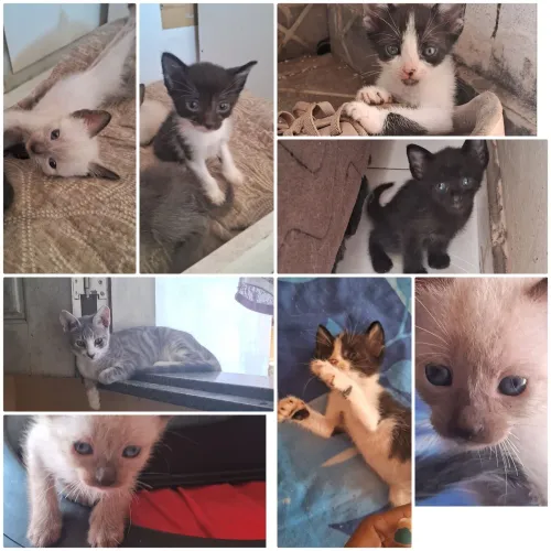 Doação de gatos.