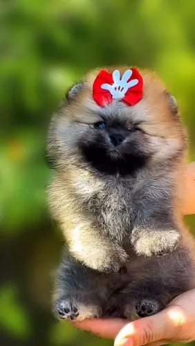 Spitz alemão macho