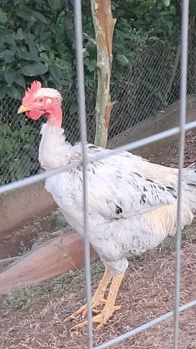 Frango indio gigante com caipira 