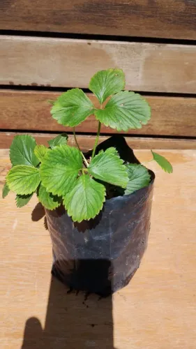Muda de morango