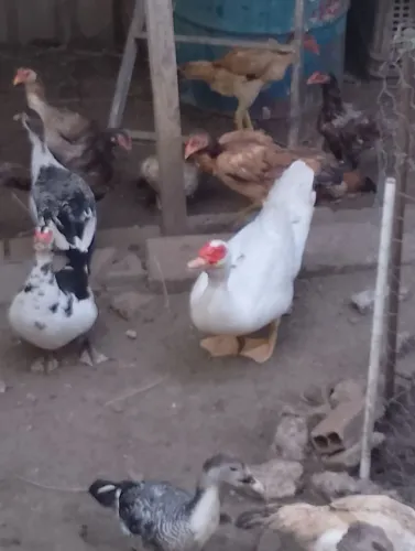 Vendo três patas e um pato r$ 200