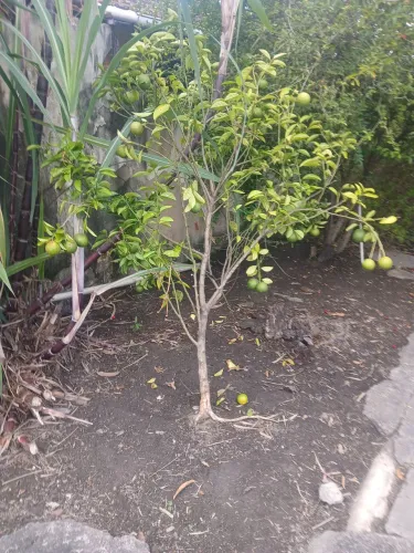 Pé de laranja seleta. 