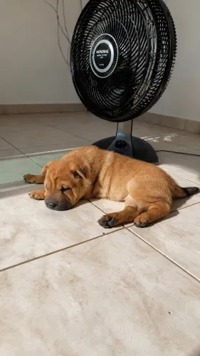 Filhote de Sharpei