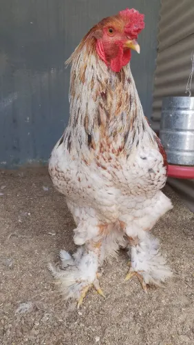 Brahma Perdiz splash