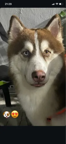 Husky siberiano pra cruzar