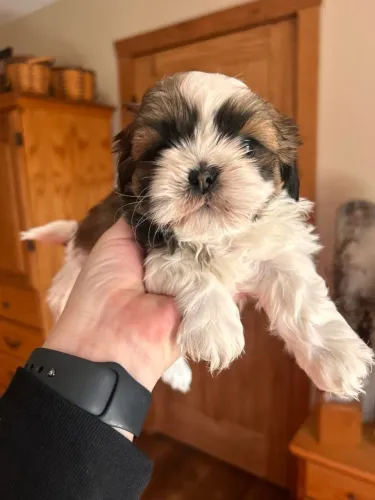 Belíssima perfeita lhasa Apso fêmea confira hoje