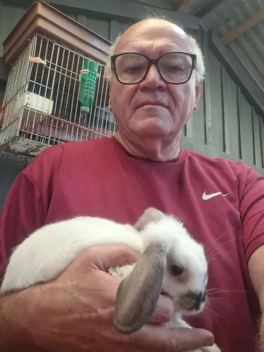 Coelhos  mini lop filhotes 