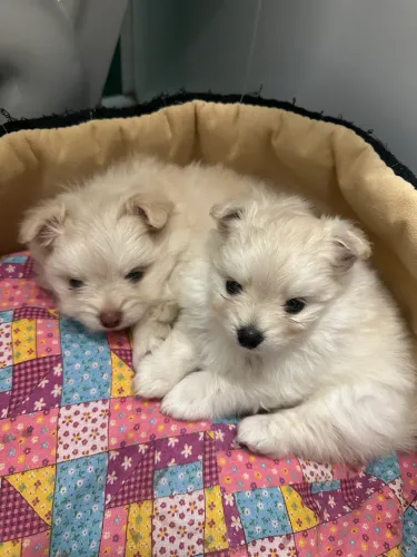 Lulu da Pomerânia - Filhotes Disponíveis