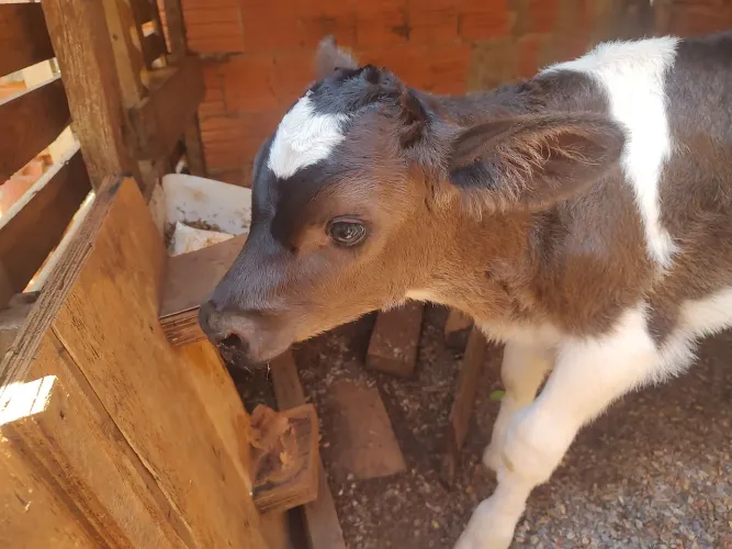 Vendo bezerro