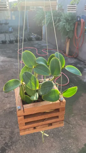 Orquídeas no cachepô de madeira